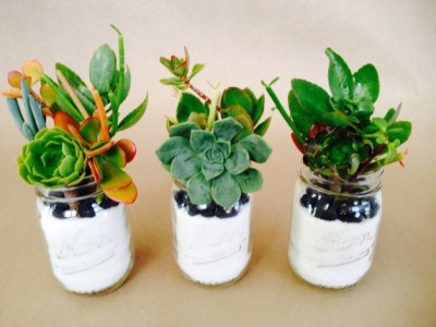 succulent etsy